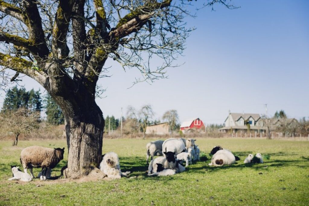 Acreage Living in the Cowichan Valley