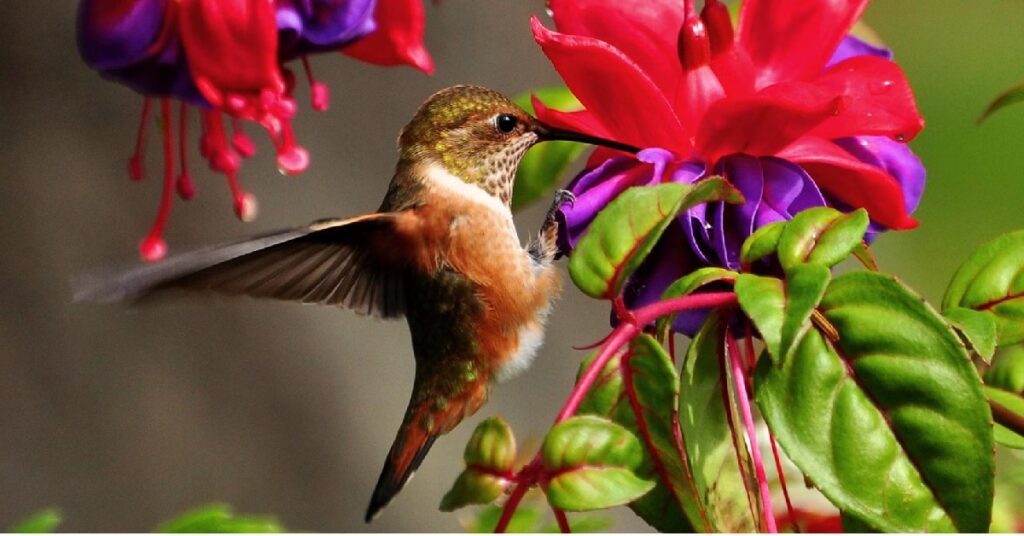 Attracting Hummingbirds to the Garden Naturally